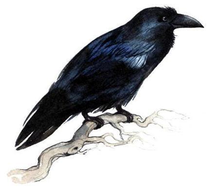 Лето разноцветно-косолапое (повесть) ворон ворона