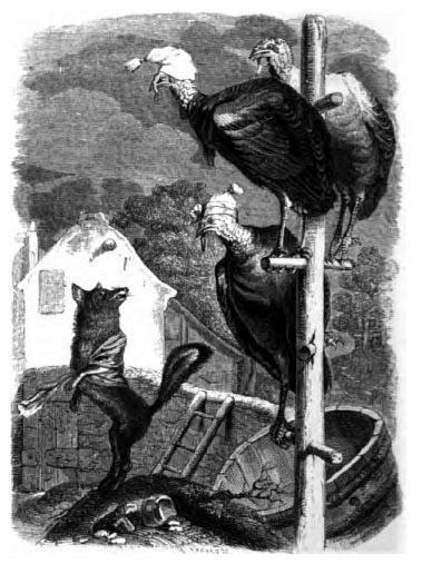 Лиса и индюшки