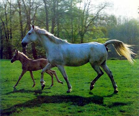 Светло-серая, почти белая кобыла траненской породы со своим жеребенком. Эта благородная порода выведена в Восточной Пруссии.