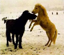 Исландские пони — это обычно «лошадки для детей».