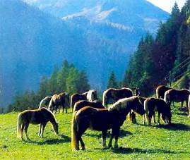 Графлинги широко используются как упряжно-верховые в горных местностях.