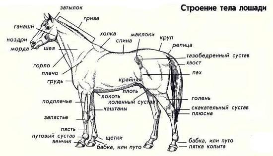 Осел и зебра относятся к семейству лошадиных. Если их случать, они могут давать потомство. Мул происходит от осла и кобылы.