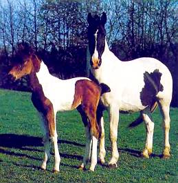 Этих пегих пони вывели индейцы.