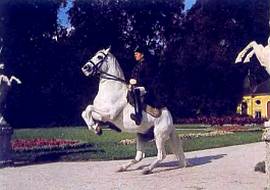 Венская школа верховой езды. Исполнение фигуры «левада».