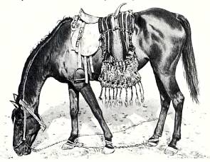 Арабский скакун, родоначальник многих пород.