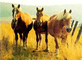 Рейнские тяжеловозы.