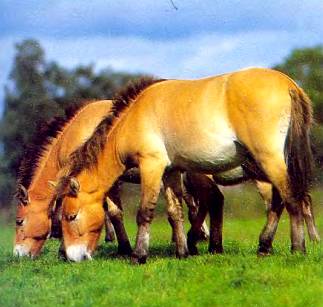Лошадь Пржевальского выжила благодаря тому, что ее разводят в зоопарках.