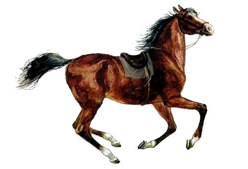 Лошадь конь