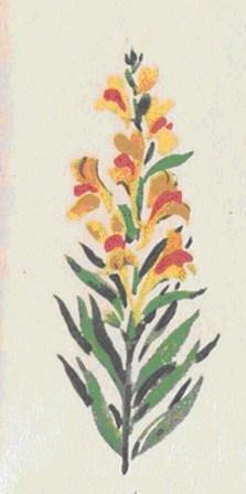 Львиный зев