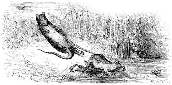 Лягушка и крыса