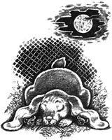 Магнус-Супермыш