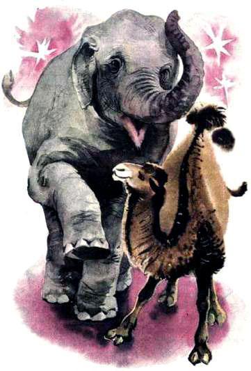 слон и верблюд