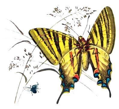 Маленькие сказки про Мушонка и других лесных малышей (сказки) Маленькие сказки про Мушонка и других лесных малышей