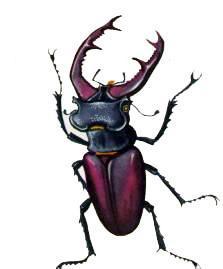 Маленькие сказки про Мушонка и других лесных малышей (сказки) Маленькие сказки про Мушонка и других лесных малышей