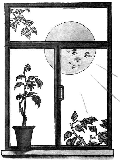 солнышко светит в окошко