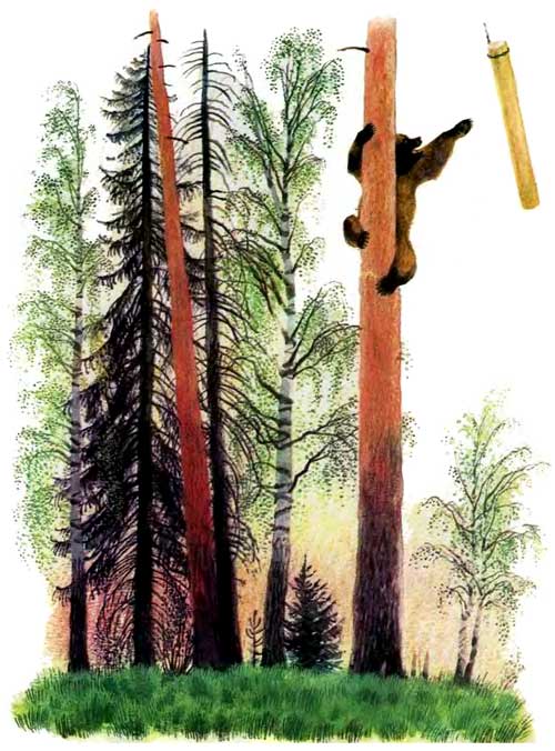 Медведь влез на дерево и бревно