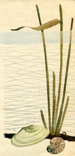 Метельки или тысяча и один день камыш