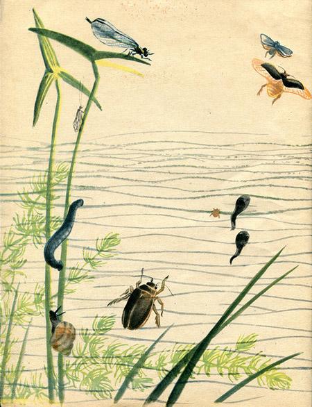 Метельки или тысяча и один день жуки-плавунцы