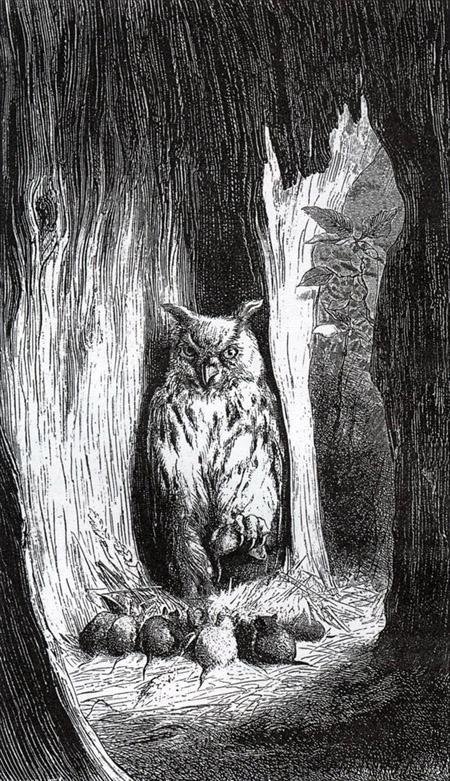 Мыши и сова