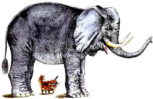 Слон