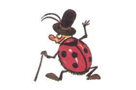 божья коровка