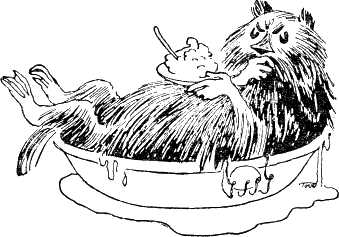 Ондатр уселся в тазик с водой и принялся есть