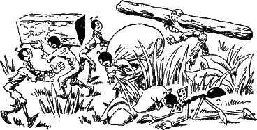 Муравьи носят груз