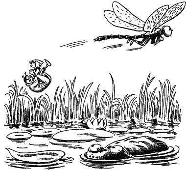Муравей стрекоза и лягушка в болоте