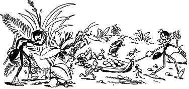 муравей Ферда