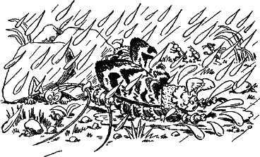 дождь и насекомые