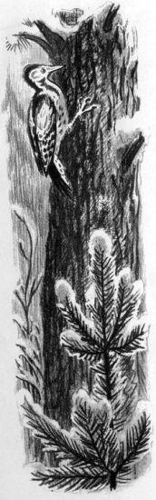 На берегах Себерянки