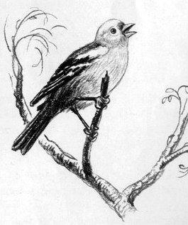 На берегах Себерянки