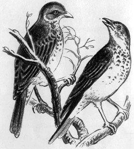 На берегах Себерянки (рассказы) На берегах Себерянки