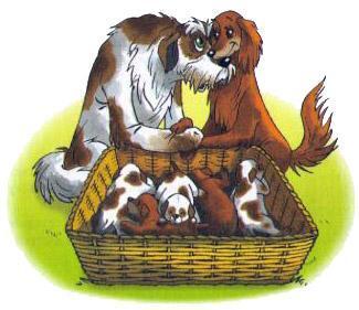 собачки и щенки