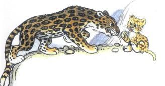 Сказка: Непонятливый львёнок (иллюстрации: Сутеев В.) львенок и злой ягуар