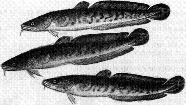 Ночные налимы