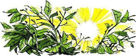 Нос королевы