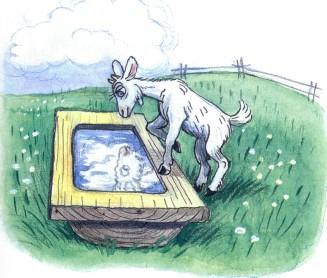 козленок у корыта с водой