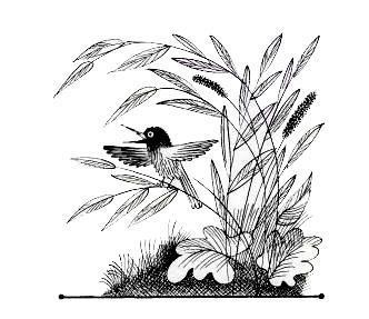 Одноглазый дрозд (сказка Сергея Михалкова) Одноглазый дрозд