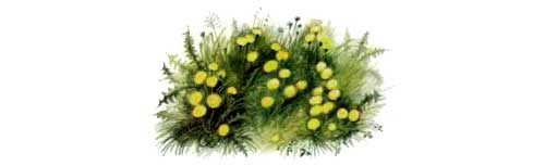 Орел и кошка