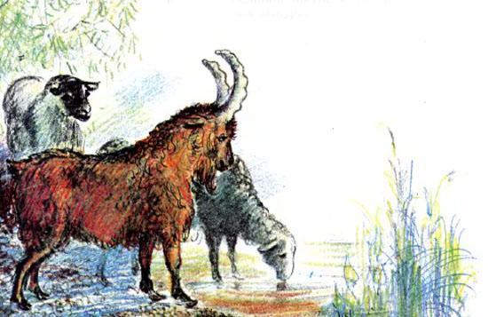 Ослиная шкура 12