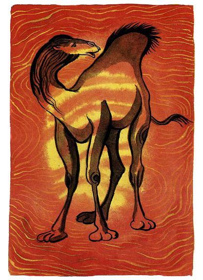 одногорбый верблюд