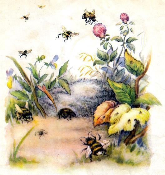 Мохнатые шмели