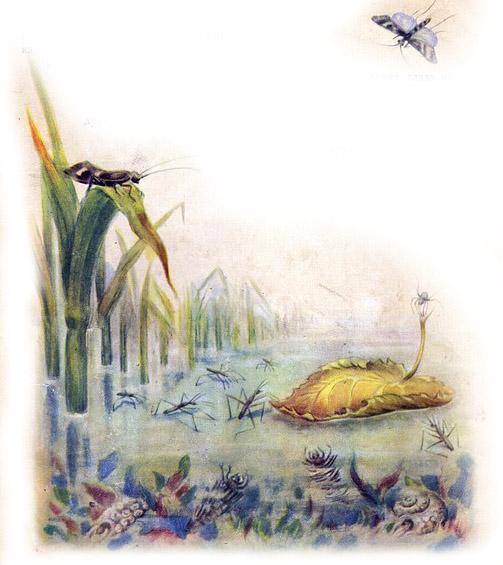 плывет паучок