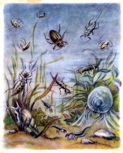 жуки под водой