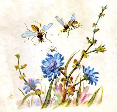  Влез паучок посмотреть на голубой цветок цикория