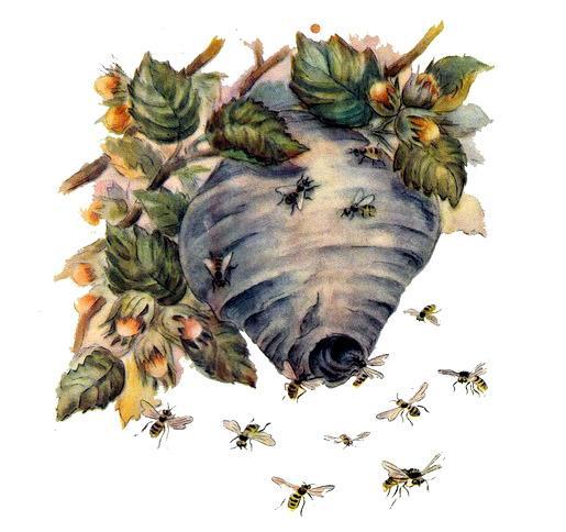 осиное гнездо