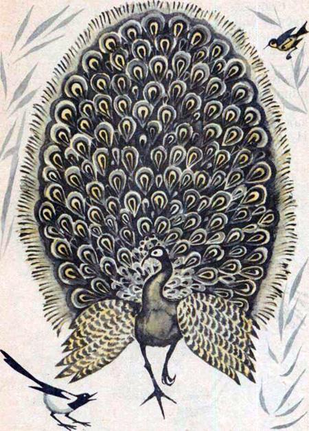 Павлин (басня) Павлин