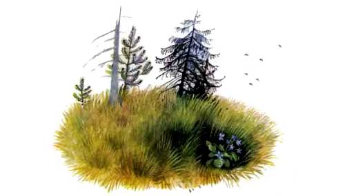 Пчелки на разведках