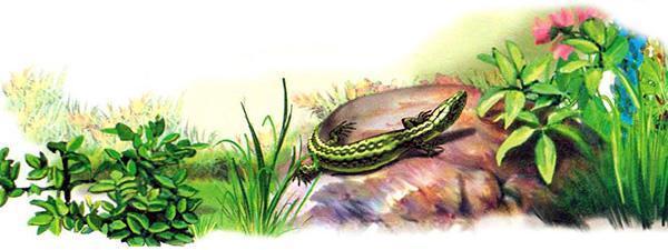 Первая охота (сказка Виталия Бианки) Первая охота